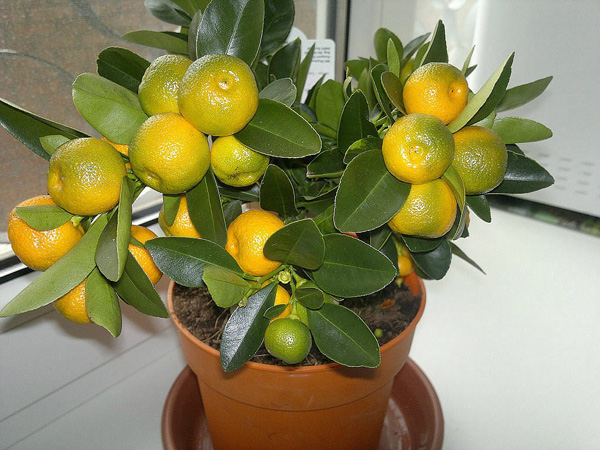 Любовь к апельсинам: советы по выращиванию «домашних» цитрусов