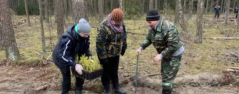 Акция "Неделя леса". Новогрудчане внесли вклад в приумножение лесных богатств Беларуси