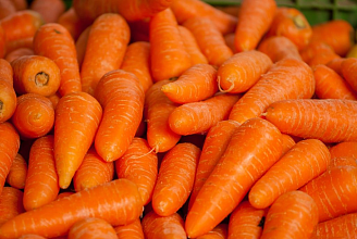 Посадка моркови в открытый грунт весной. Лучшие дни по лунному календарю в апреле 2024 года