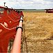 В Беларуси убрали более 70% площадей озимого ячменя