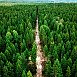 Минлесхоз обновил карту запретов посещения лесов: в Гродненской области ограничения сняты