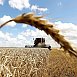 Белорусские аграрии убрали около трети площадей зерновых