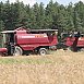 Массовую уборку зерновых в Беларуси планируют завершить 20 августа