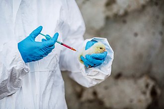 Новогрудская ветеринарная станция будет проводить вакцинацию сельскохозяйственной птицы