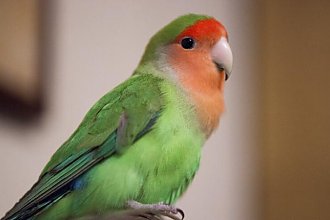 Ученые выявили самых разговорчивых попугаев
