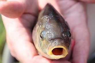 Осенью в водоемы Беларуси заселили более 29 тонн рыбы