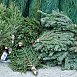 К утилизации новогодних елок приступили в Беларуси