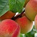 Как вырастить персики в Беларуси – советы эксперта