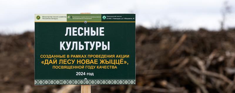 Молодыми сеянцами ежедневно восстанавливают утраченные природные богатства Новогрудского лесхоза