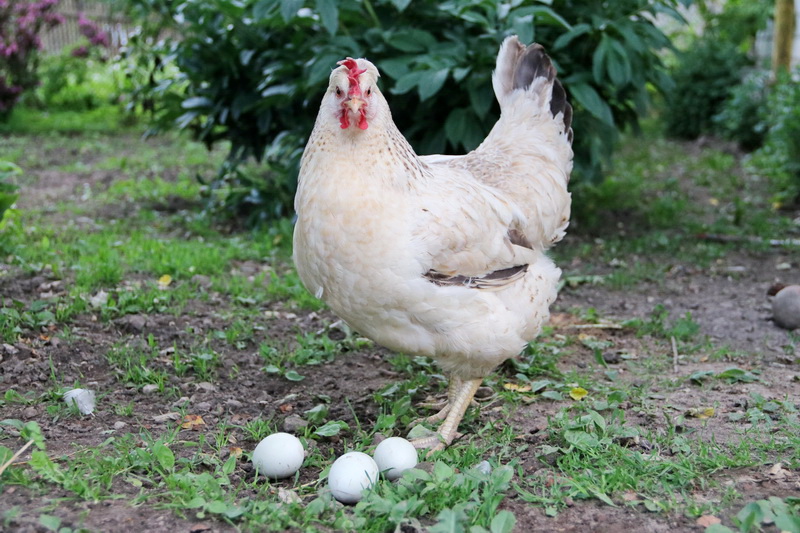 Голубые яйца у какой курицы фото с названиями