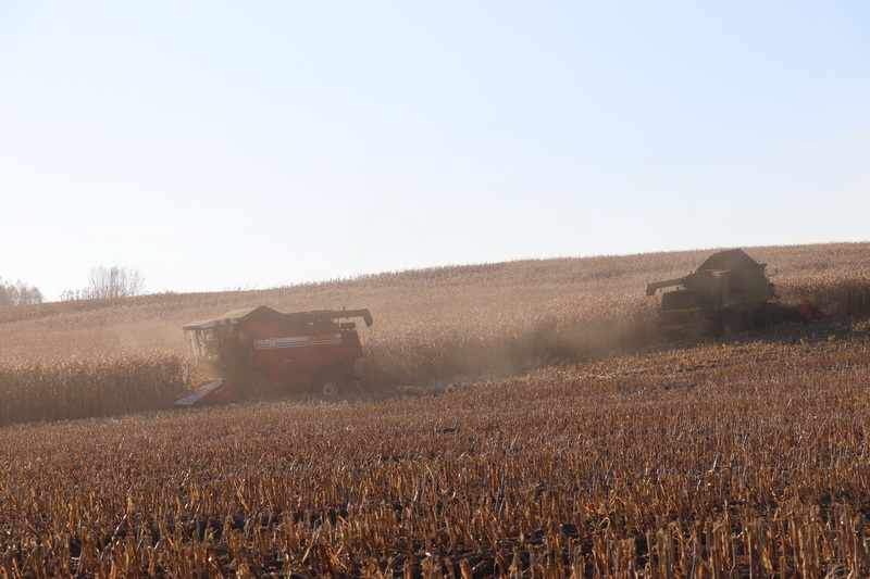 За три года урожайность кукурузы на зеленый корм в ОАО «Принеманский» увеличили с 490 до 565 ц/га