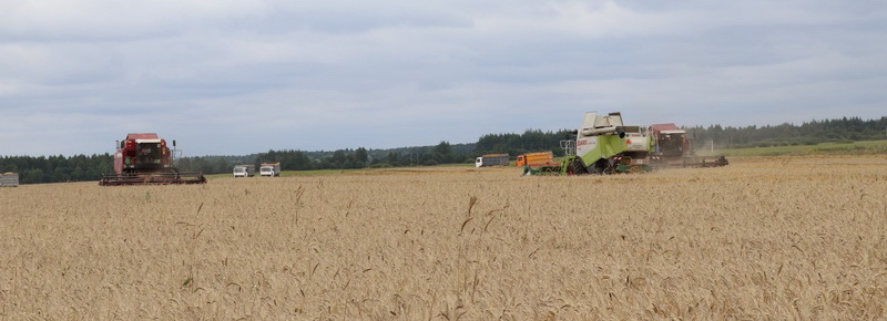 На Новогрудчине идет массовая уборка зерновых
