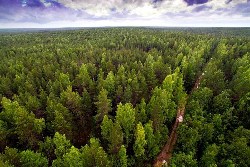 Запреты и ограничения на посещение лесов действуют в 56 районах Беларуси