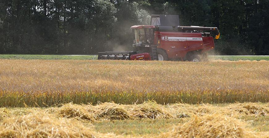 Белорусские аграрии убрали почти 30% зерновых
