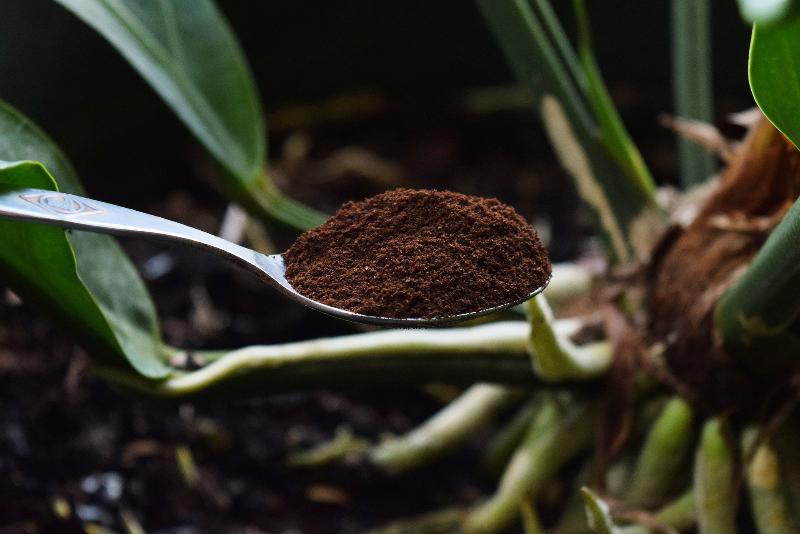 Использование кофе как удобрения для комнатных растений и огорода