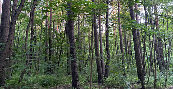 Ограничение на посещение лесов действует во всех районах Гродненской, Брестской и Гомельской областей