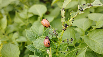 Дачница о том, как лук и чеснок помогают уничтожать колорадского жука