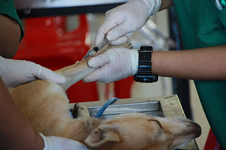 Ветеринарным работникам в Беларуси существенно подняли надбавку за специфику труда