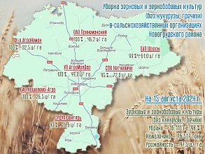 На утро 15 августа в Новогрудском районе всего собрано 90,7 тысячи тонн зерна с учетом рапса