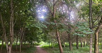 Во всех районах Брестской и Гродненской областей действуют ограничения на посещение лесов