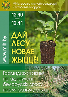 «Дай лесу новае жыццё!». Новогрудский лесхоз приглашает жителей города и района принять участие в акции по восстановлению ветровально-буреломных участков