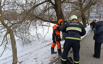 В Новогрудке спасли утку с замерзшего водоема 