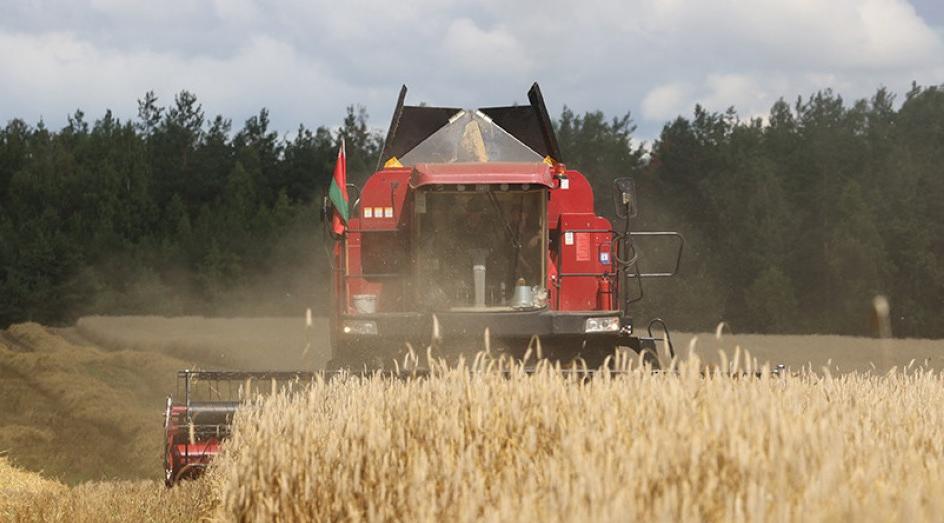 В Беларуси намолотили 4 млн тонн зерна