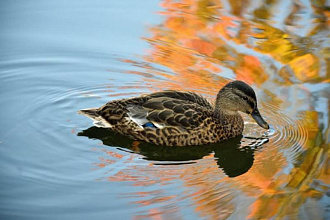 Облачно, местами небольшие дожди. Какой будет погода в Беларуси 7 октября
