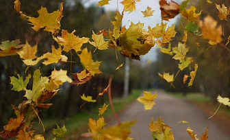 Синоптики прогнозируют усиление ветра на 13 октября