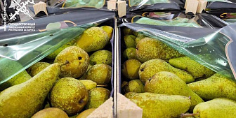 Партии груш на 940 тысяч рублей без документов пытались вывезти из Беларуси в Россию