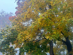 Небольшие дожди и туман. Какой будет погода в Беларуси сегодня