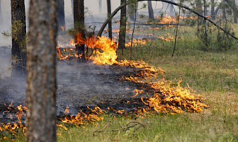 Загорания в лесных массивах фиксируются в Гродненской области