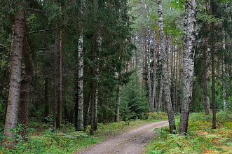 В восьми районах Гродненской области ограничено посещение лесов