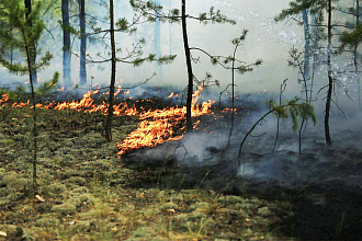 Сотрудники лесной охраны Новогрудского лесхоза предупреждают о начале пожароопасного сезона в лесах Республики Беларусь