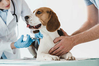 Новогрудская ветеринарная станция будет проводить вакцинацию домашних собак и кошек против бешенства