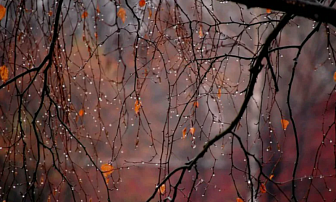 Облачно, во многих районах небольшие дожди. Какой будет погода в Беларуси 16 октября