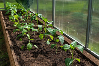 Чем подкормить рассаду перца на окне, чтобы росла здоровой, крепкой и толстенькой