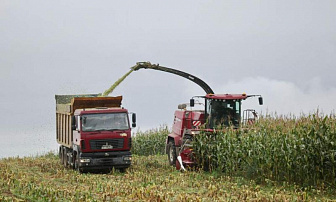Залаты кармавы стандарт. На Гродзеншчыне працягваецца ўборка кукурузы