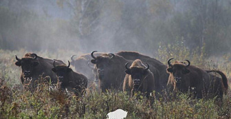 Беларусь занимает третье место по количеству зубров