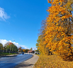 Прокуратурой Новогрудского района проведена проверка – выявлены серьезные нарушения в сфере удаления опасных деревьев
